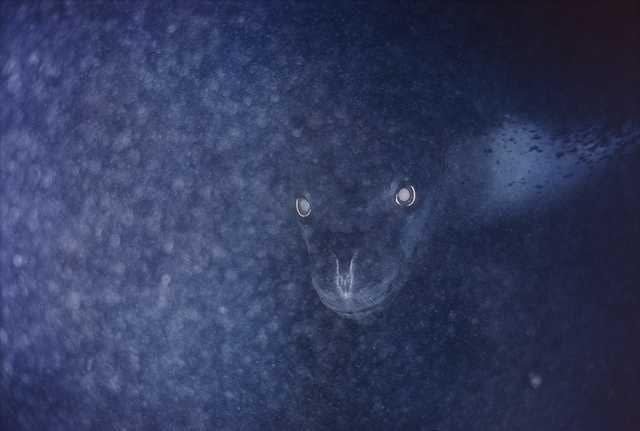 Морской леопард в темной воде - самый страшный кошмар пингвина. Да и человек увидит - испугается!