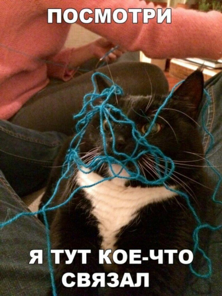 Субботний котопост