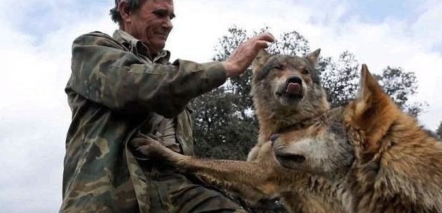 Испанский «Маугли» хочет вернуться к волкам, разочаровавшись в людях