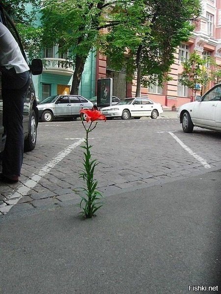 Здрасьте