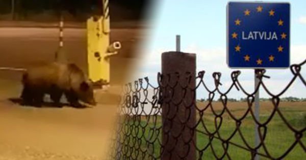 Медведь снес забор на границе Латвии, пытаясь уйти в Россию
