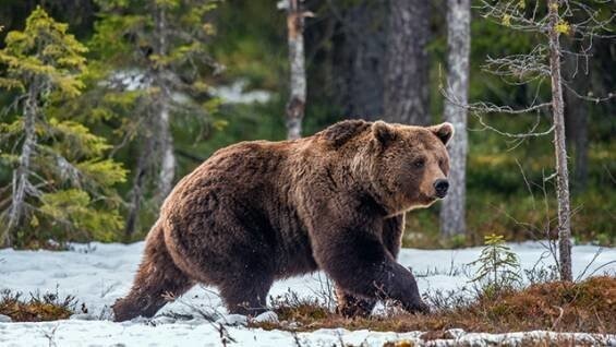 Медведь снес забор на границе Латвии, пытаясь уйти в Россию