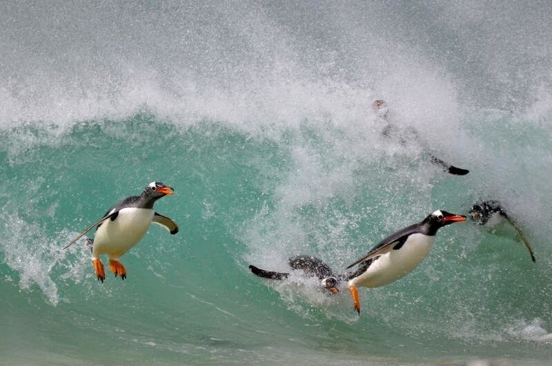 На островах живут пингвины. Настоящие серфингисты.