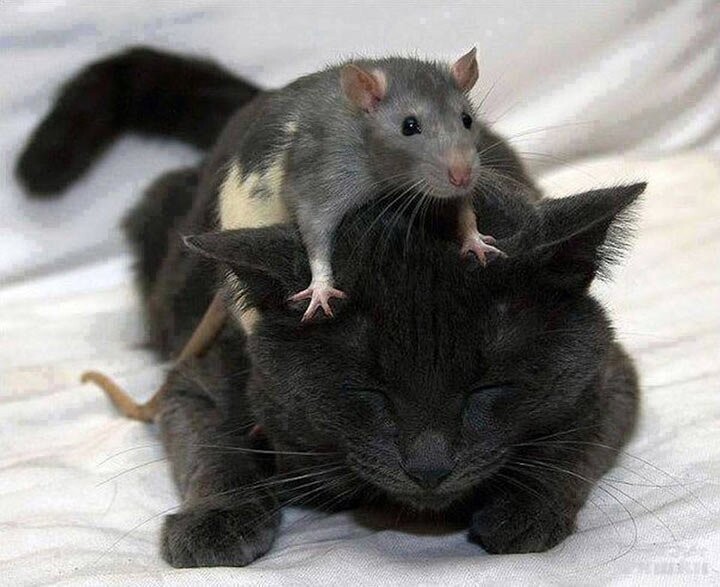 Когда НАШ (из России) был там кот, он мог с любой крысой ДОГОВОРИТЬСЯ! А сейчас пусть бриты сами их гоняют.