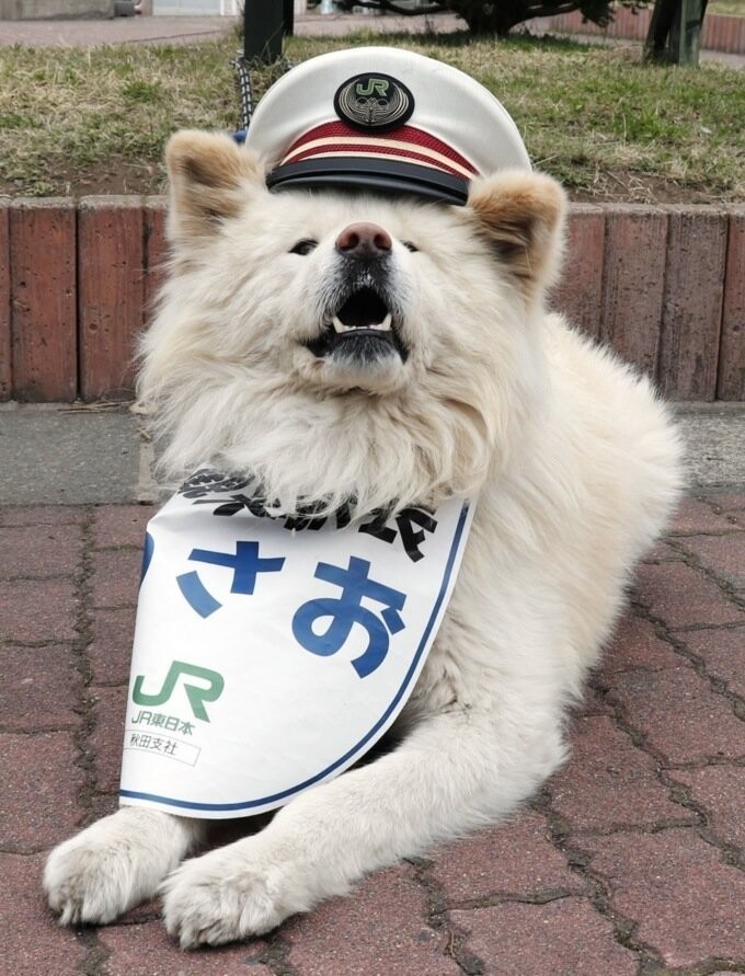 В Японии собачье семейство назначили работниками станции