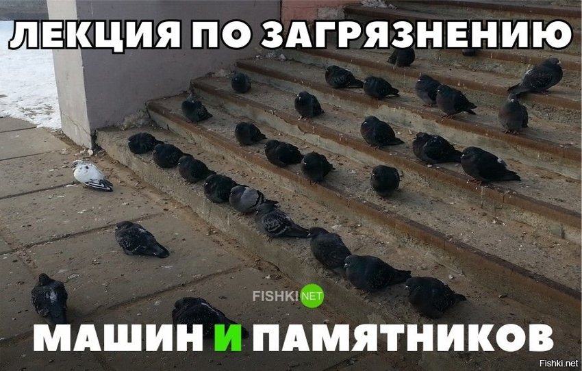 Голубиная лекция