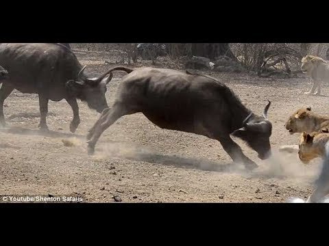 Сафари разборки: стадо буйволов встретилось лицом к лицу с прайдом Львов 