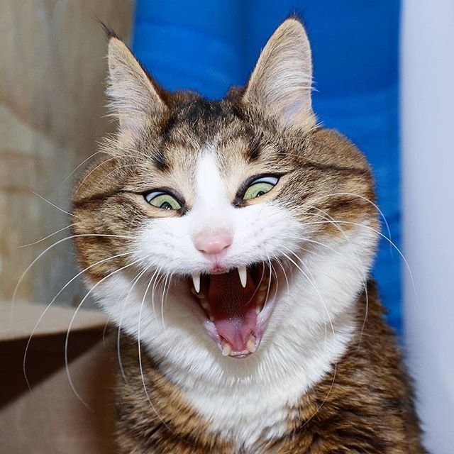 Несмотря на свои проблемы со здоровьем, эта кошка покорила Интернет своими смешными выражениями мордашки 