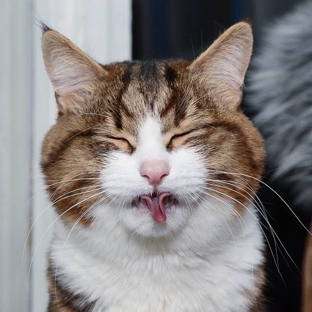 Несмотря на свои проблемы со здоровьем, эта кошка покорила Интернет своими смешными выражениями мордашки 