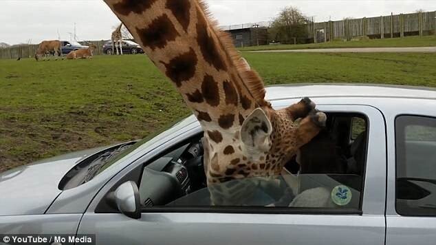 Сотрудники сафари-парка осмотрели жирафа и сообщили о том, что он не пострадал.