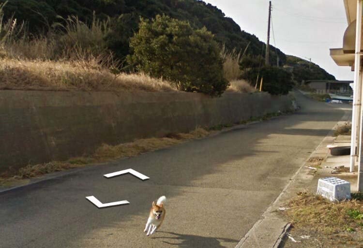 В Японии собака проследовала за автомобилем Google Street View, забавно «испортив» каждую сделанную им фотографию 