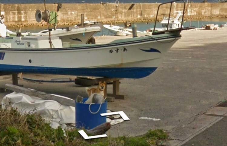 В Японии собака проследовала за автомобилем Google Street View, забавно «испортив» каждую сделанную им фотографию 