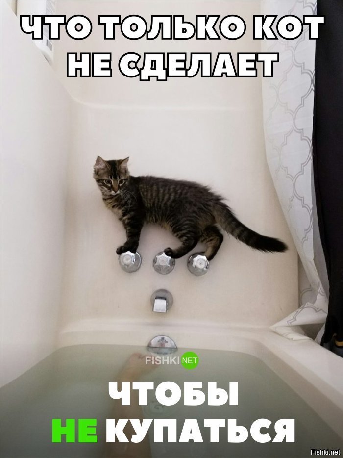 Ассасин