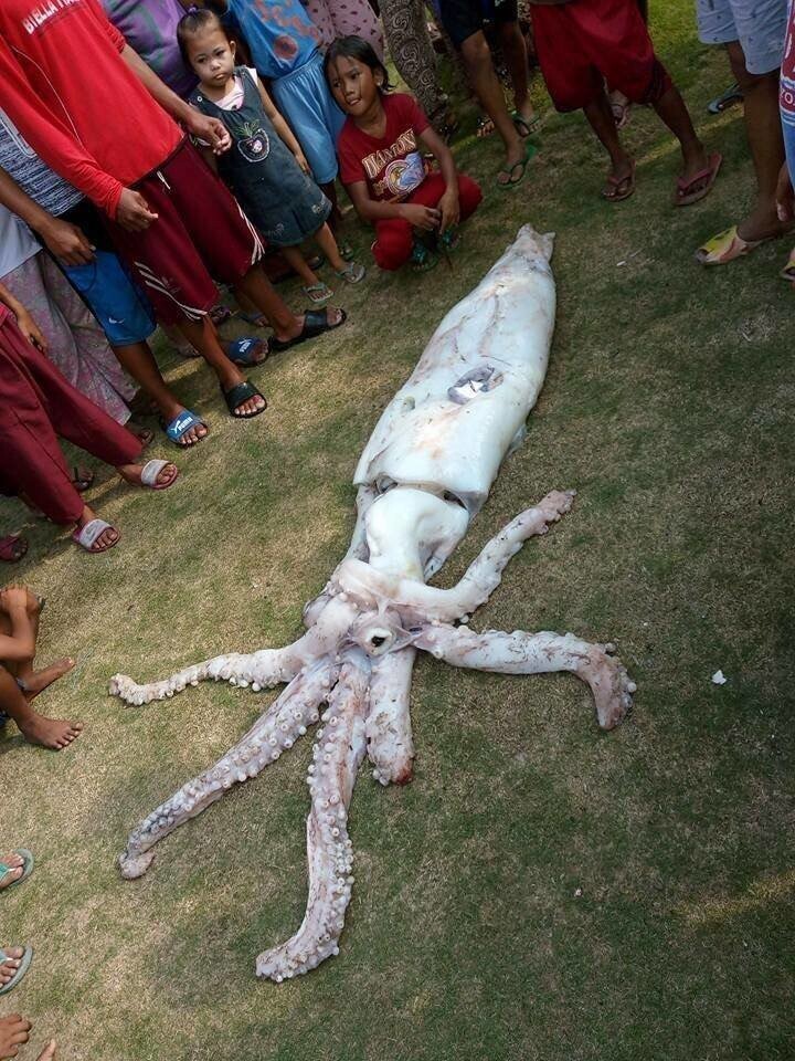 На Филиппинах поймали кальмара невиданных размеров: видео