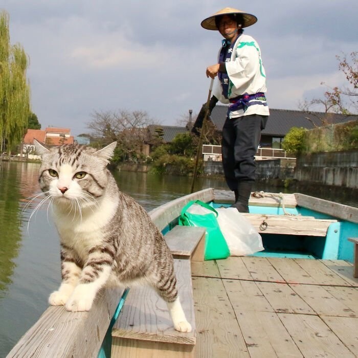 Фотогеничность зашкаливает: кот, который всегда замечательно выходит на снимках