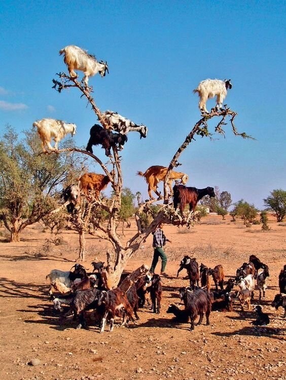 На юго-востоке Марокко домашние козы лазают даже по деревьям аргании, чтобы пожрать ее плоды, причем добираются до самых верхних веток