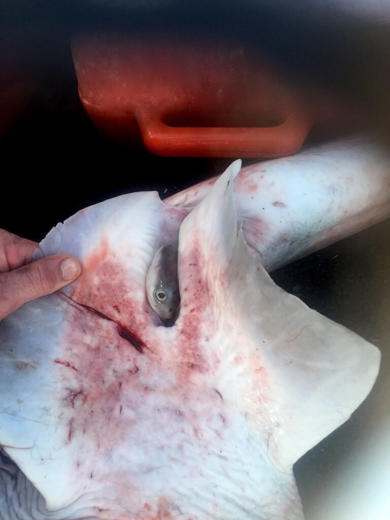 Рыбак сделал кесарево сечение акуле и спас 98 детенышей