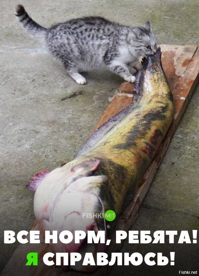 Всё норм, рябетя