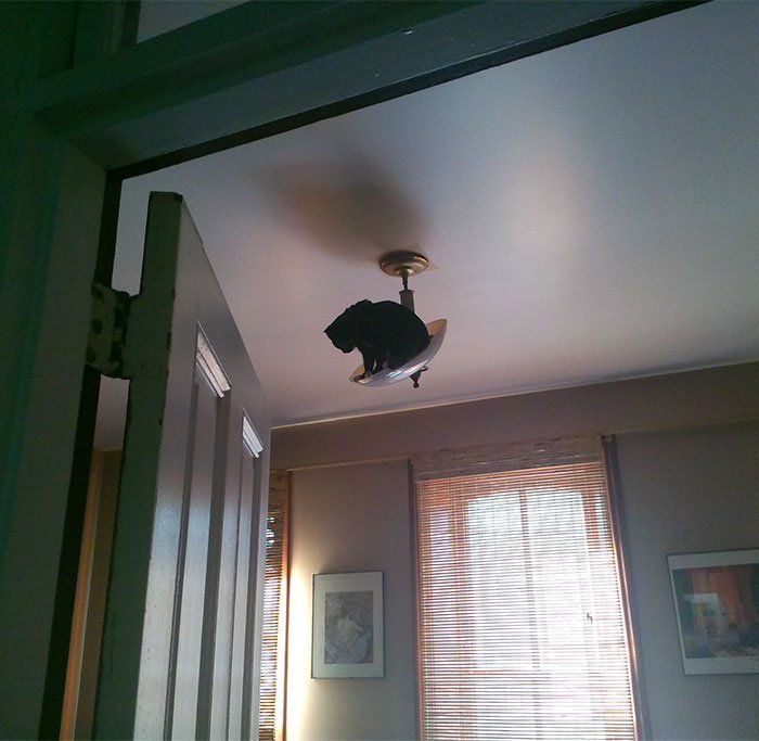 12. "На прошлой неделе наш котенок осознал, что умеет забираться наверх"