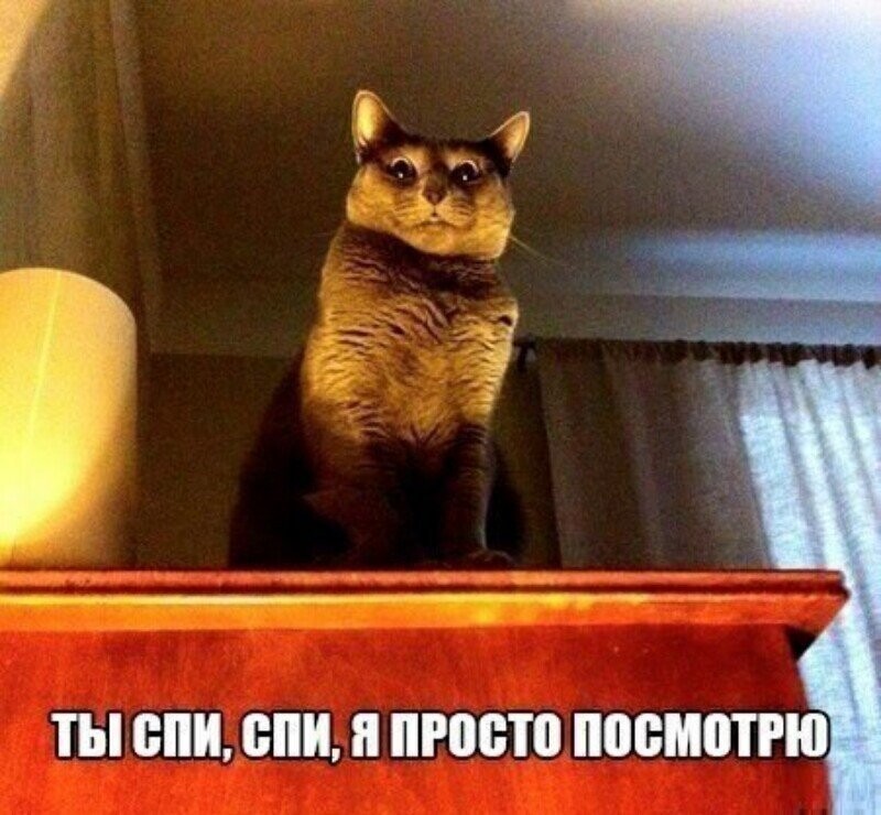 Субботний котопост