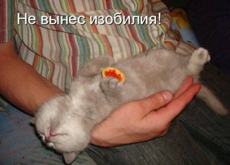 Субботний котопост