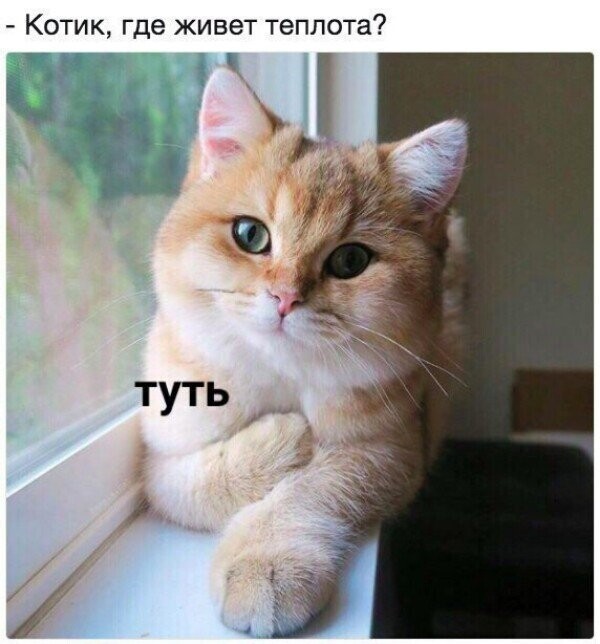 Субботний котопост