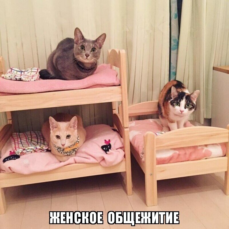 Субботний котопост