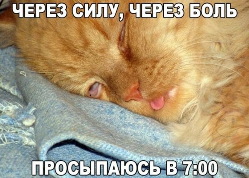 Субботний котопост