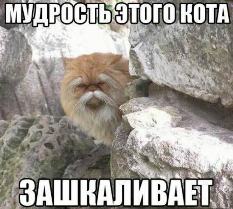 Субботний котопост