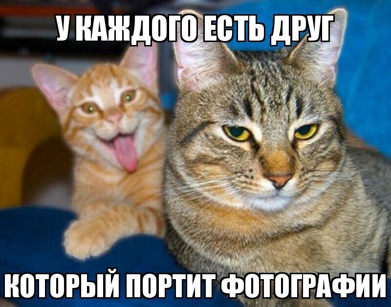 Субботний котопост