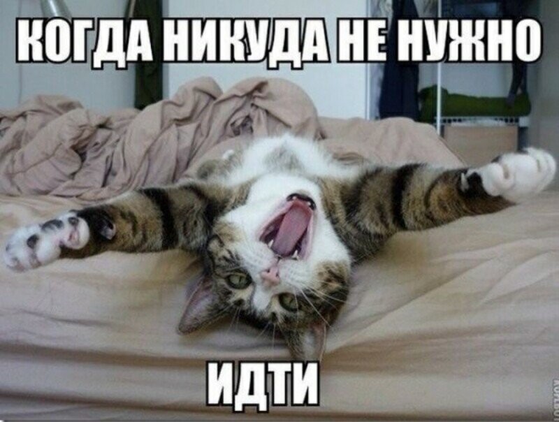 Субботний котопост