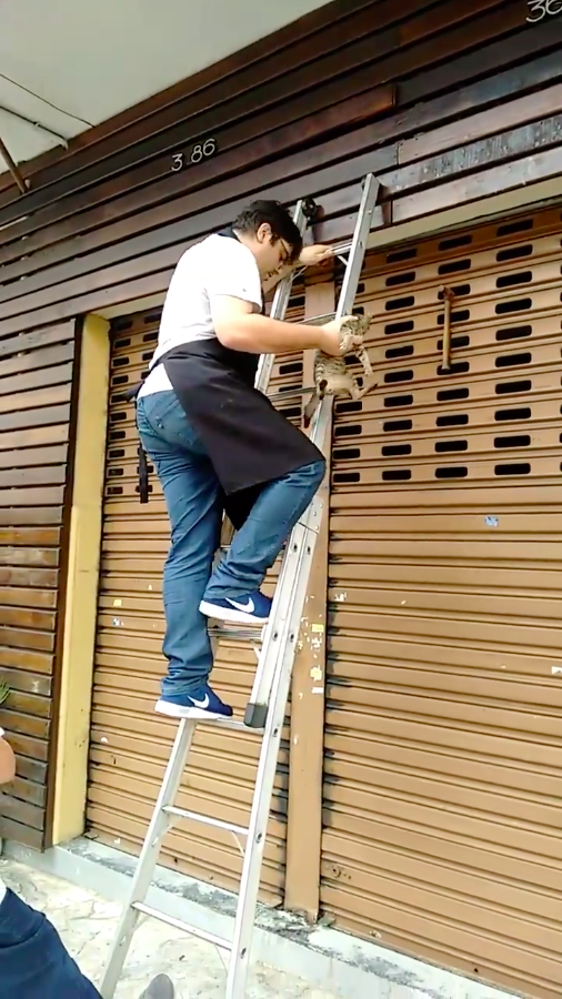Чтобы спасти котенка, бразилец бросился ломать фасад чужого магазина