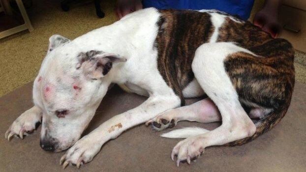 Живодёра, который избил пса так, что его пришлось усыпить, посадили на 10 лет