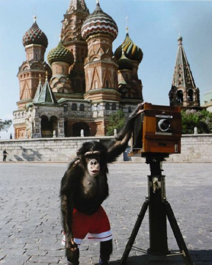 Фотографии Микки — шимпанзе, которого Виталий Комар и Александр Меламид учили делать фотографии на Красной площади. Три снимка были проданы за 50 тысяч фунтов стерлингов