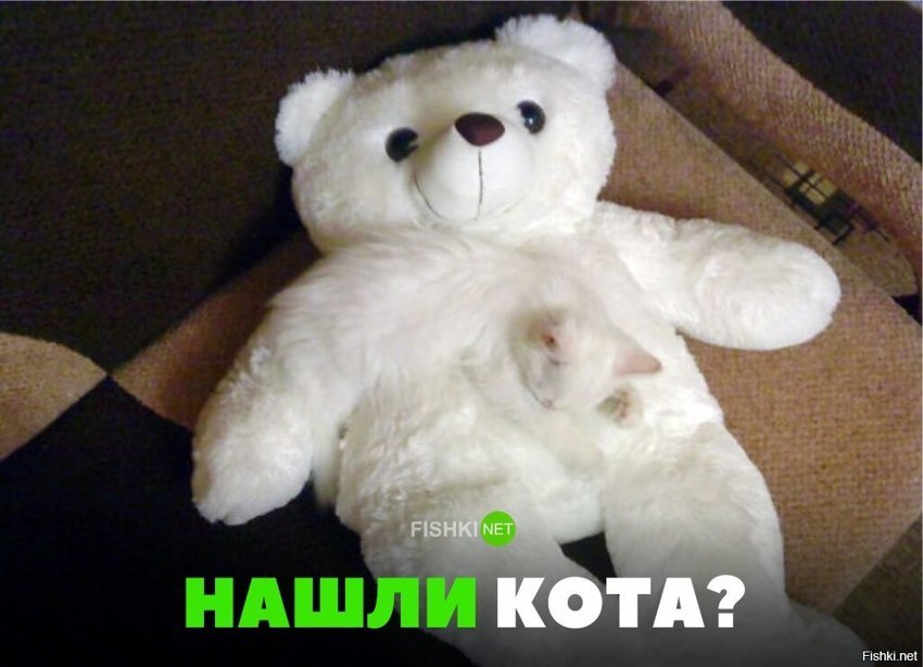 Нашли кота?