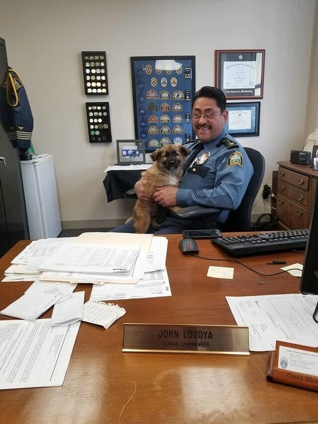Очаровательный щенок получили в полиции должность "Офицер для обнимашек"