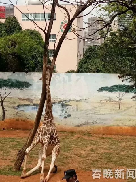В зоопарке жираф пытался почесать шею, но застрял между ветками