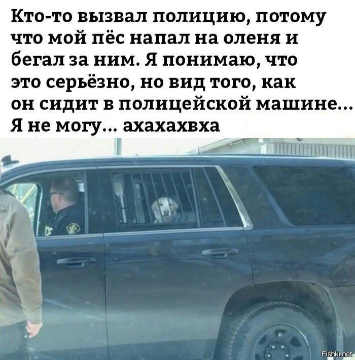Бедный Пёська