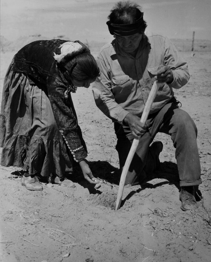 Отец с дочерью сажают кукурузу. Туба, Аризона, 1948