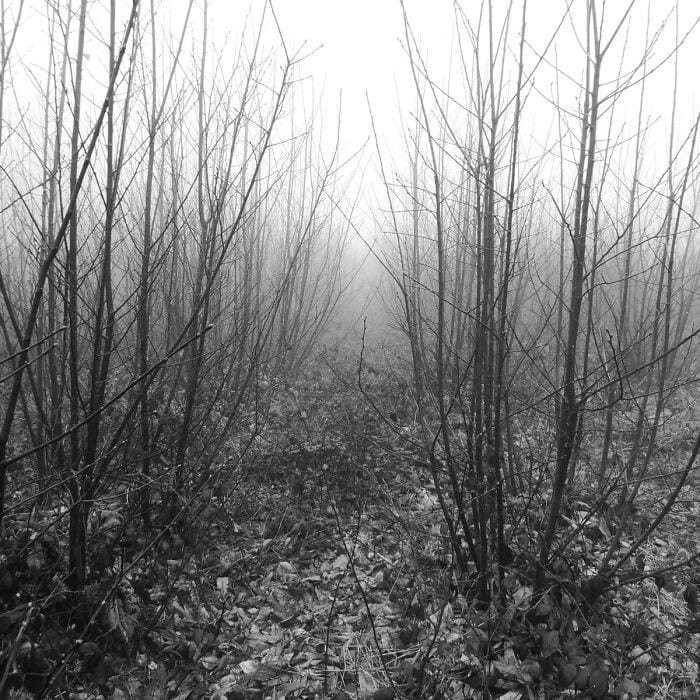 «В начале моего пути в лесу преобладал орешник, который я встречаю не очень часто. Я всегда представлял себе орешник как дружелюбное дерево, которое отлично сочетается с этим туманом а-ля Эдгар Аллан По»