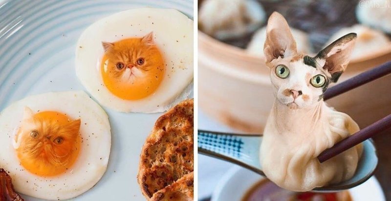 "Официант, у меня в еде котик!" - девушка добавляет котов в еду с помощью фотошопа