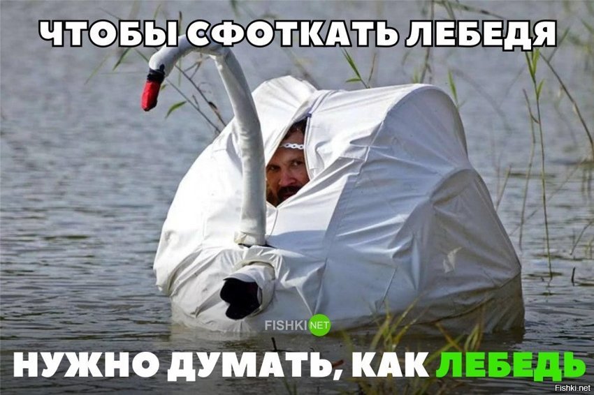 Чтобы сфоткать лебедя, нужно думать как лебедь