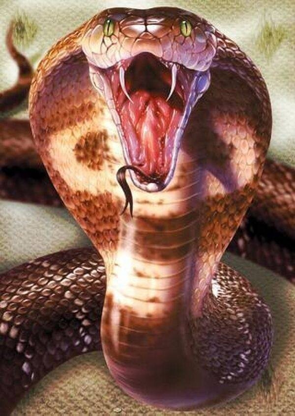 Какая ядовитая змея самая большая?
