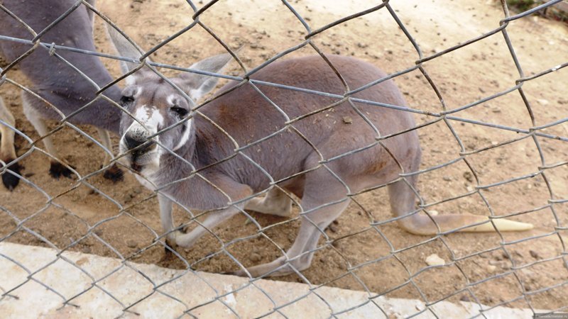 Посетители зоопарка убили кенгуру ради развлечения
