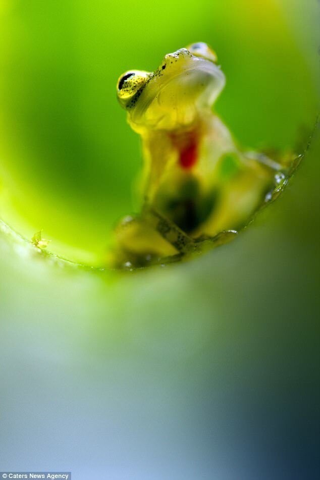 Чудо природы: стеклянная лягушка
