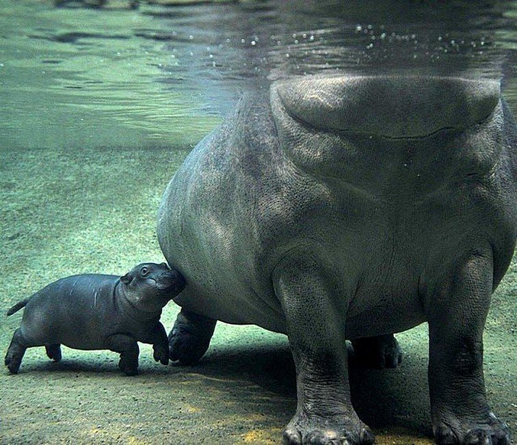 Бегемоты pождаются под водой.