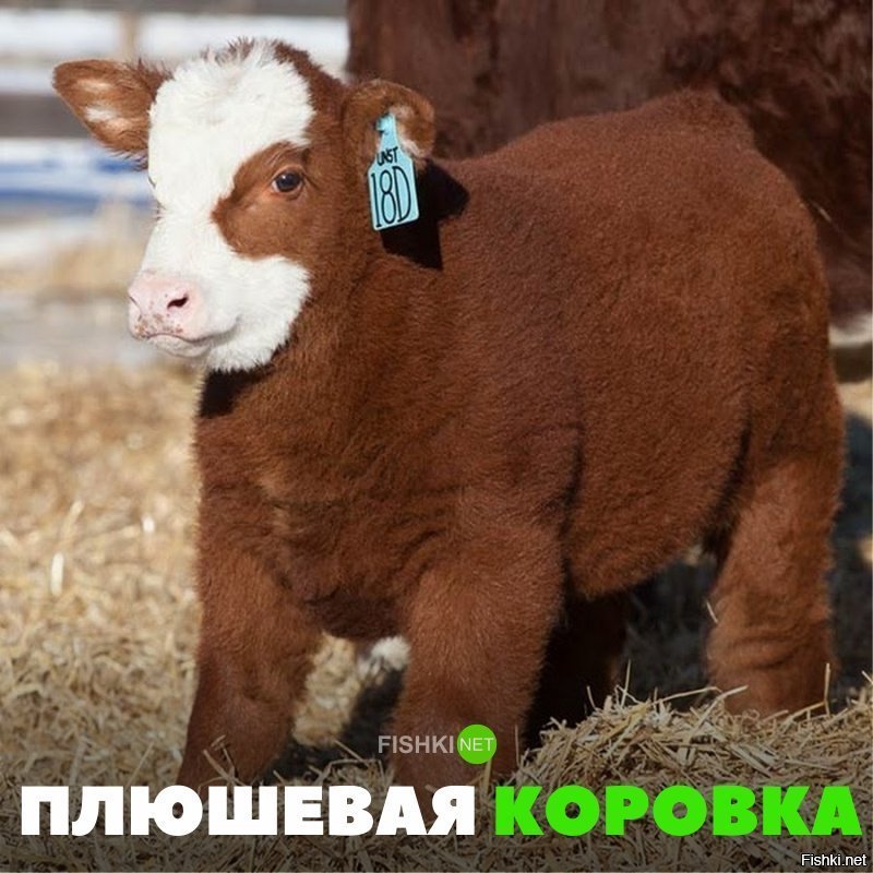 Плюшевая корова