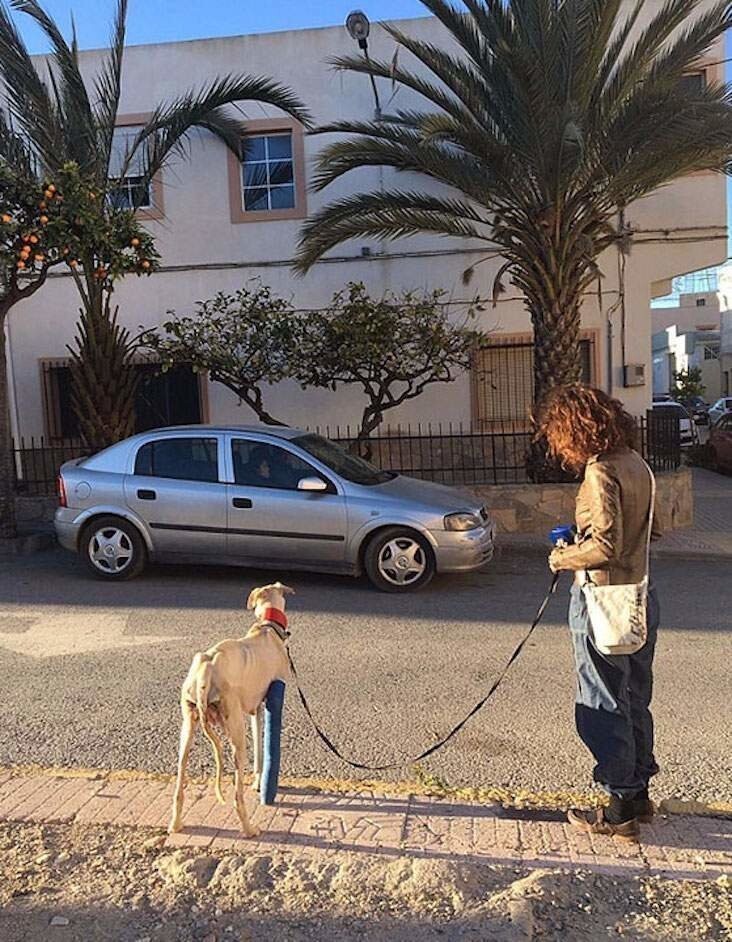 Собака со сломанной лапой шла 3 км, чтобы привести людей к своим щенкам