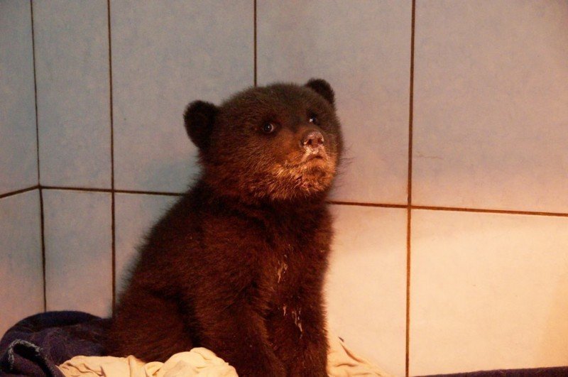 В Ленинградской области спасают раненного маленького медвежонка