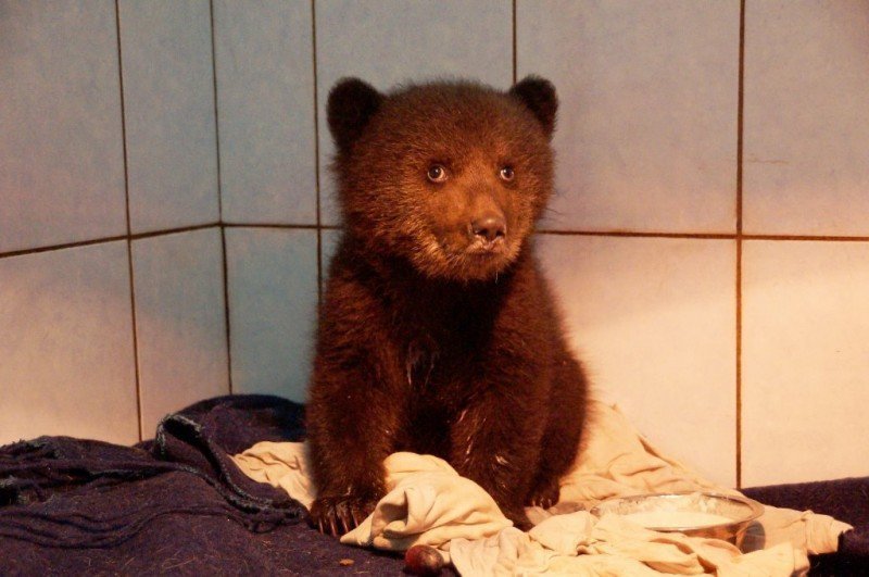 В Ленинградской области спасают раненного маленького медвежонка